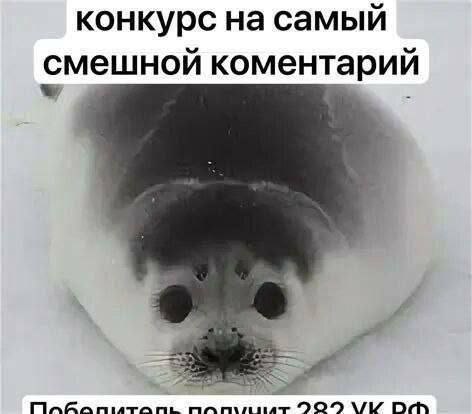 конкурс на самый смешной коментарий
