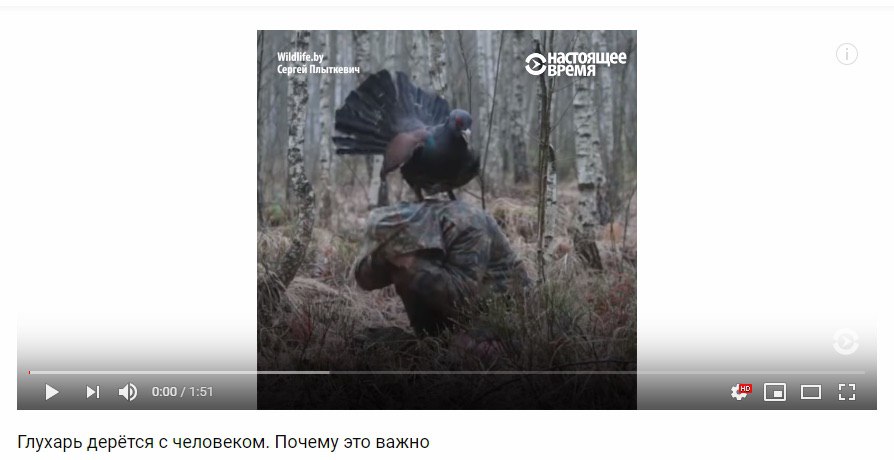 0:00 Глухарь дерётся с человеком. Почему это важно