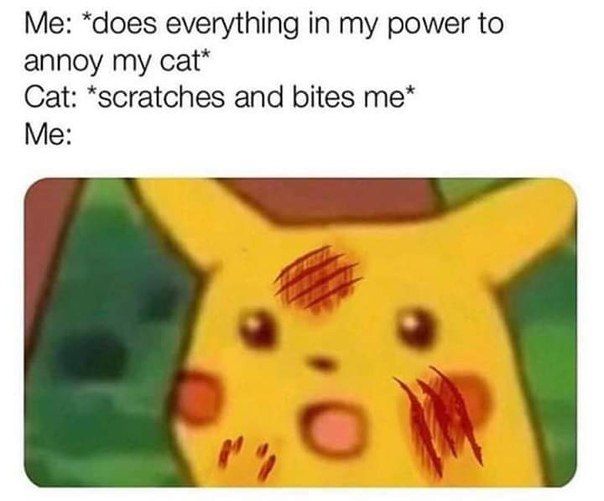 Me: *does everything in my power to annoy my cat* Cat: *scratches and bites Me: