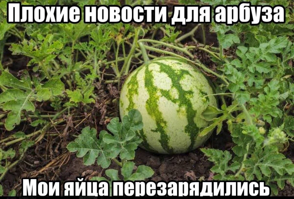 Плохие новости для арбуза Мои яйца перезарядились