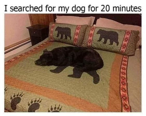 searched Гог my dog for minutes