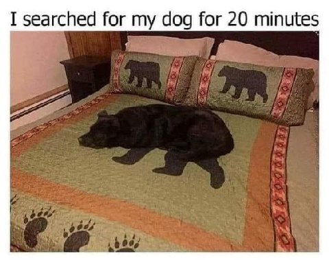 searched Гог my dog for minutes