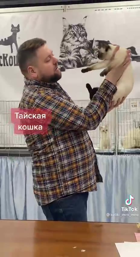 Тайская кошка TikTok @kotiki