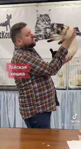 Тайская кошка TikTok @kotiki