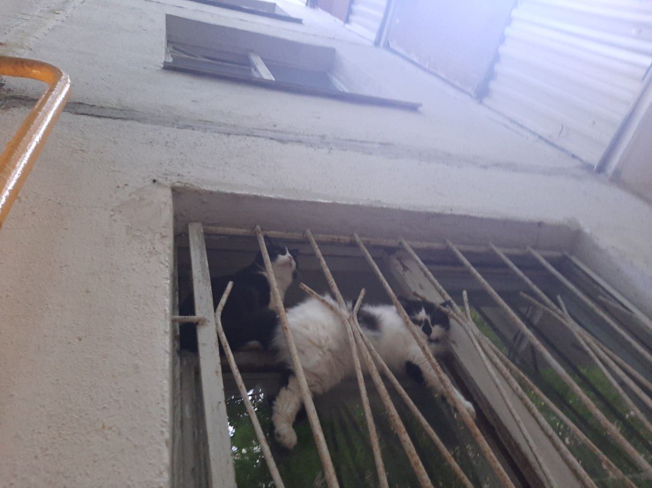 Розы гибнут на газонах, котаны - на красных зонах