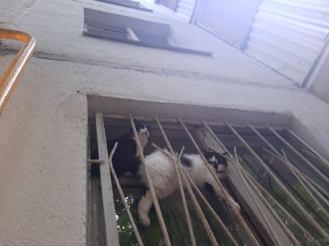 Розы гибнут на газонах, котаны - на красных зонах