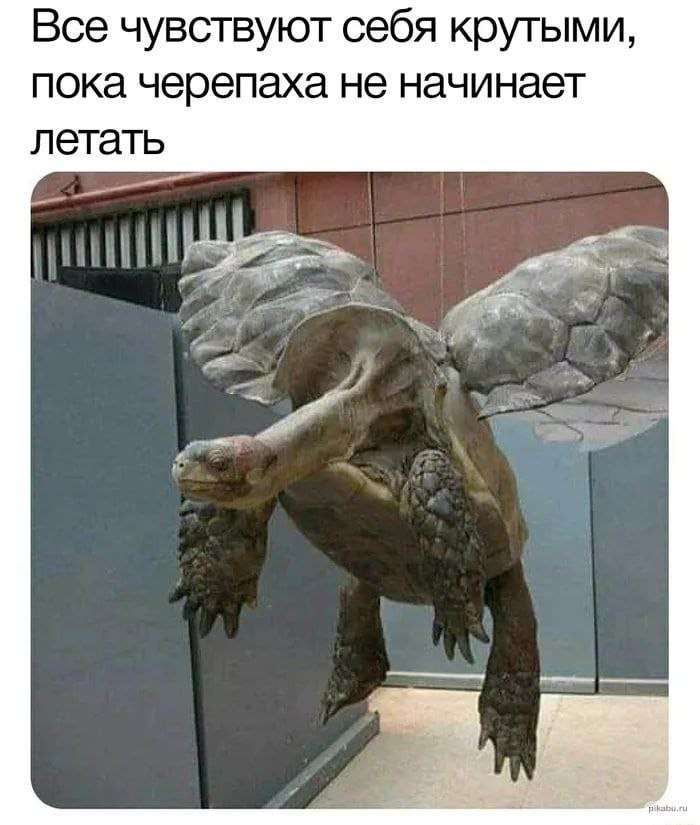 Все чувствуют себя крутыми, пока черепаха не начинает летать