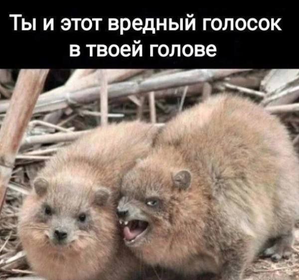 Ты и этот вредный голосок в твоей голове