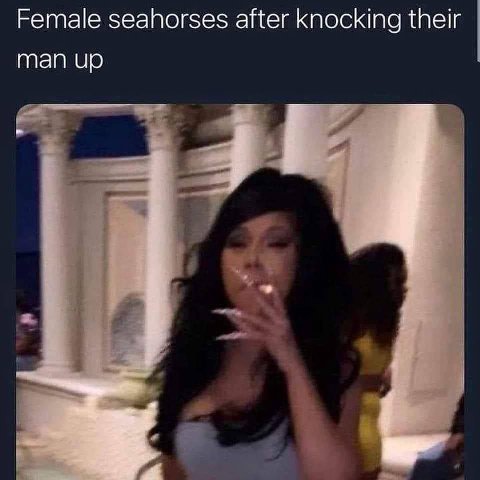 Female seahorses after knocking their man up