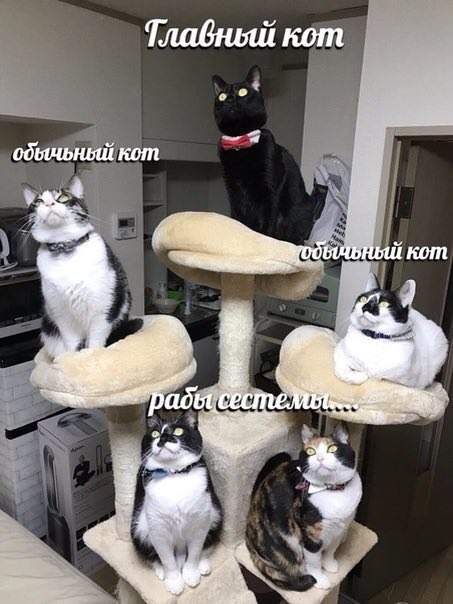 Тлабный кот обычьный кот “get