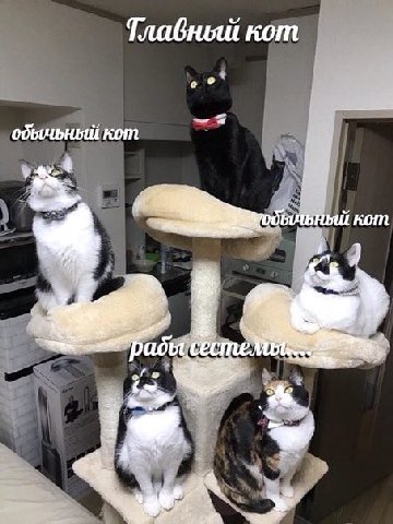 Тлабный кот обычьный кот “get