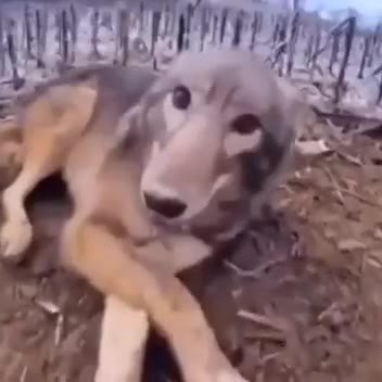 мем