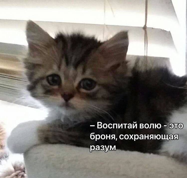 Воспитай волю это броня, сохраняющая разум