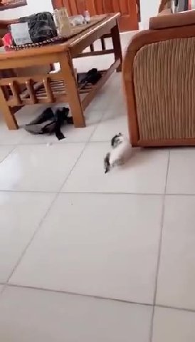мем