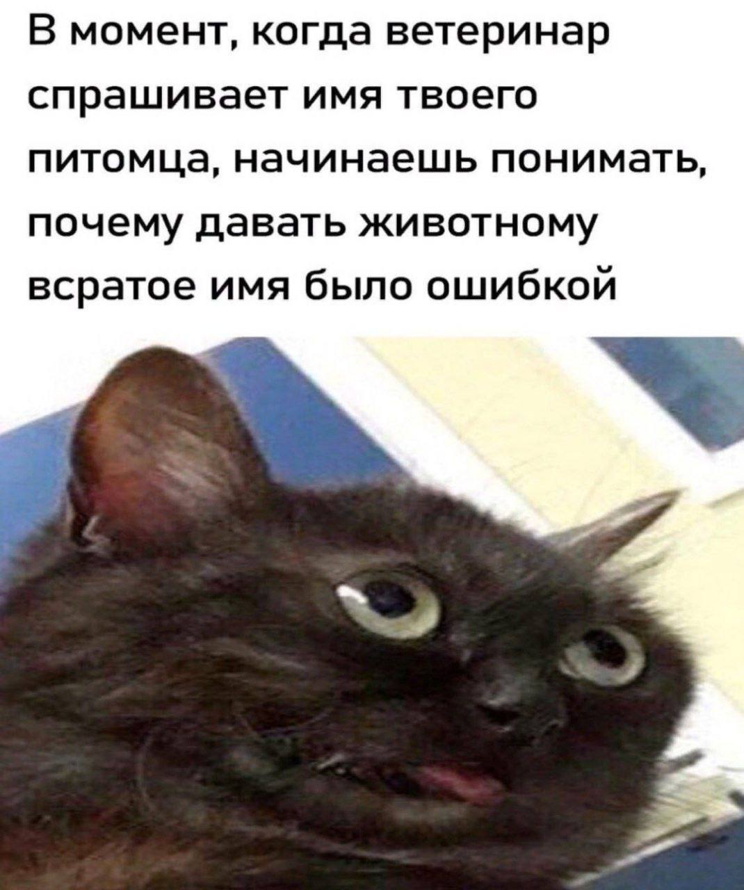 В момент, когда ветеринар спрашивает имя твоего питомца, начинаешь понимать, почему давать животному всратое имя было ошибкой чей