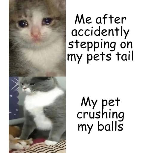 after accidently stepping on my pets tail My pet crushing my balls