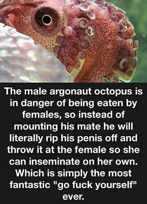 и The male argonaut octopus is in danger of being eaten females, so instead of mounting his mate he will literally rip his penis off and throw it at the female so she can inseminate on her own. Which 