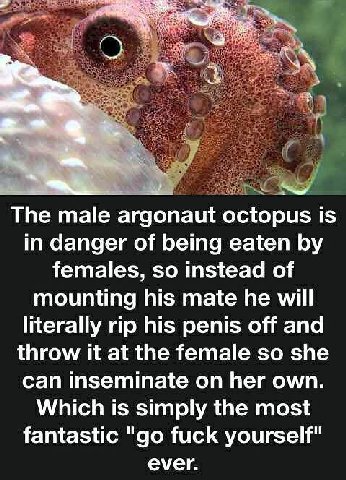 и The male argonaut octopus is in danger of being eaten females, so instead of mounting his mate he will literally rip his penis off and throw it at the female so she can inseminate on her own. Which 