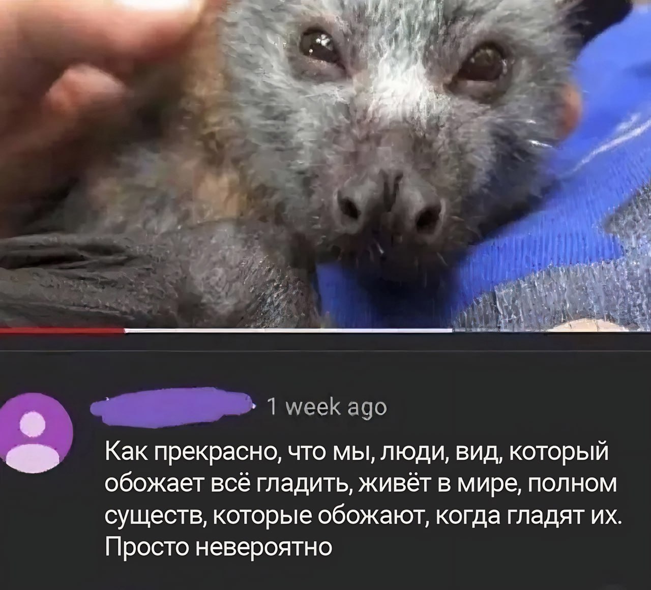 1 week ago Как прекрасно, что мы, люди, вид, который обожает всё гладить, живёт в мире, полном существ, которые обожают, когда гладят Просто невероятно