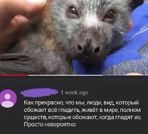 1 week ago Как прекрасно, что мы, люди, вид, который обожает всё гладить, живёт в мире, полном существ, которые обожают, когда гладят Просто невероятно