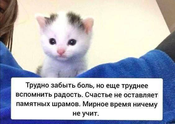 ее Трудно забыть боль, но еще труднее вспомнить радость. Счастье не оставляет памятных шрамов. Мирное время ничему не учит.