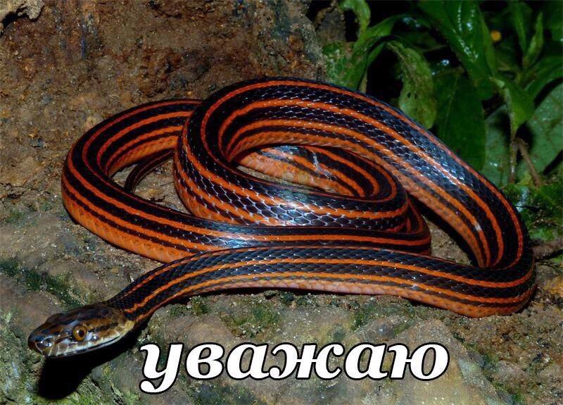уважаю