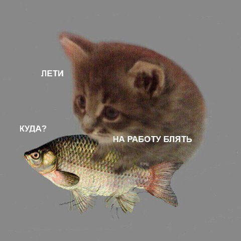 ЛЕТИ КУДА? НА РАБОТУ БЛЯТЬ