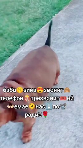телефон О: SS "бабавизинам звонить телефон трезвоним ой бабащазина звонит = a= емаежнас по a es баба зина звонит = \уфемае нас пол“)