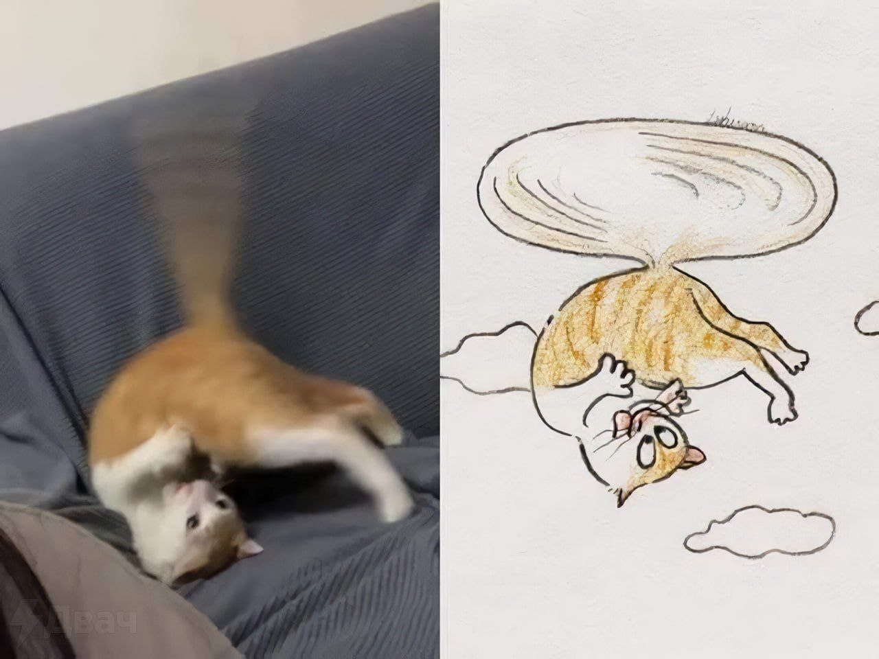 SSs