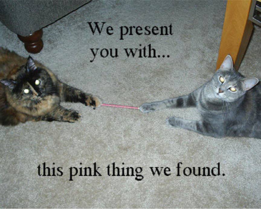 ent и you wilt this pink thing we found.