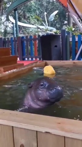 мем