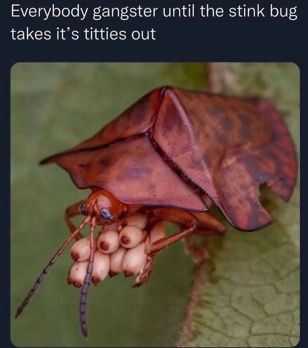 Еуегубоду gangster until the stink bug takes it’s titties out a
