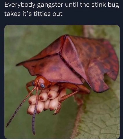 Еуегубоду gangster until the stink bug takes it’s titties out a