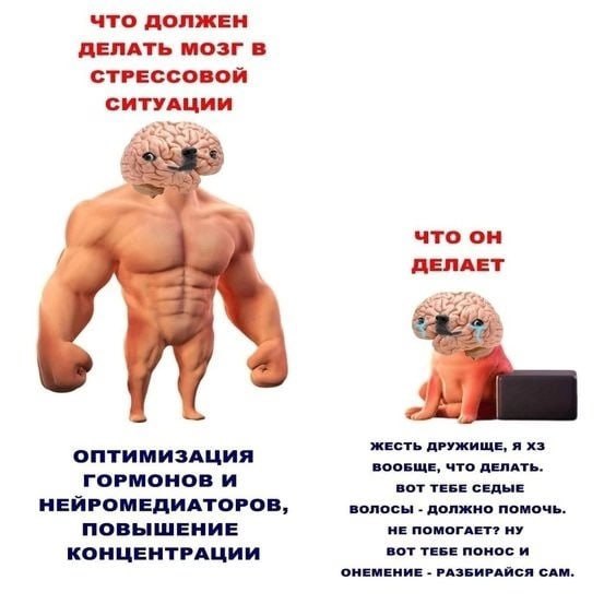 ЧТО ДОЛЖЕН ДЕЛАТЬ МОЗГ В СТРЕССОВОЙ СИТУАЦИИ что он у ДЕЛАЕТ ЖЕСТЬ ДРУЖИЩЕ, Я ОПТИМИЗАЦИЯ ВООБЩЕ, ЧТО ДЕЛАТЬ. ГОРМОНОВ и ВОТ ТЕБЕ СЕДЫЕ НЕИРОМЕДИАТОРОВ, волосы должно помочь. ПОВЫШЕНИЕ НЕ ПОМОГАЕТ? НУ
