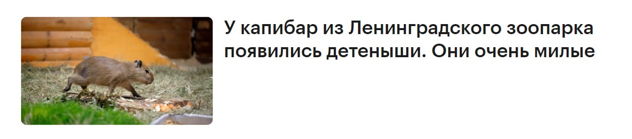 У капибар из Ленинградского зоопарка появились детеныши. Они очень милые