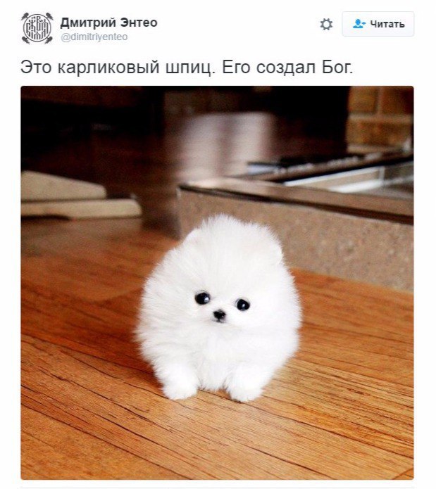 читать Это карликовый шпиц. Его создал Бог.