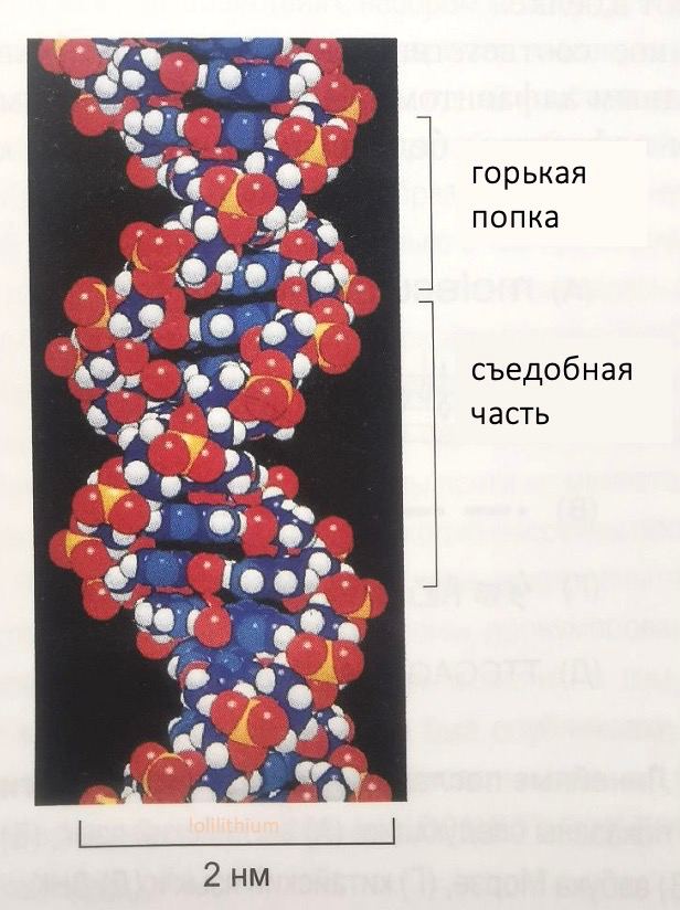 4 горькая попка съедобная часть a 2. 2