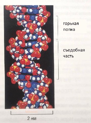 4 горькая попка съедобная часть a 2. 2