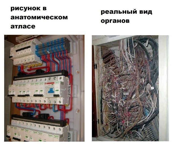 рисунок в реальный вид анатомическом органов атласе 3909 i i?
