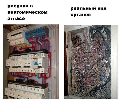 рисунок в реальный вид анатомическом органов атласе 3909 i i?