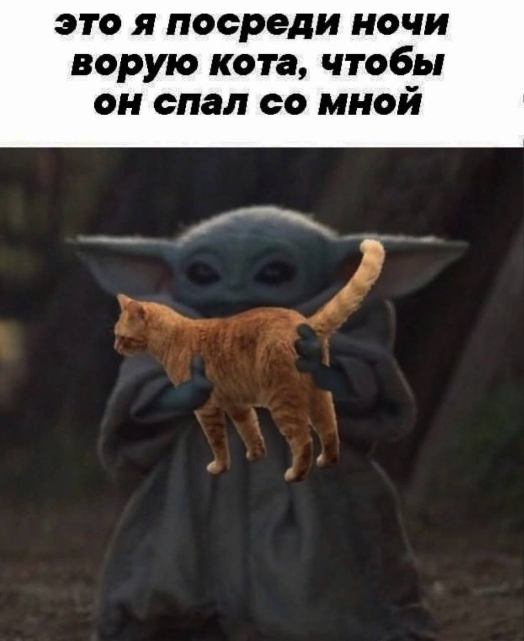 это я посреди ночи ворую кота, чтобы он спал мной
