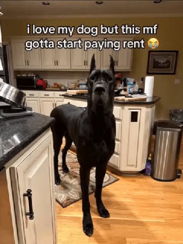 ilove dog but this gotta start paying rent