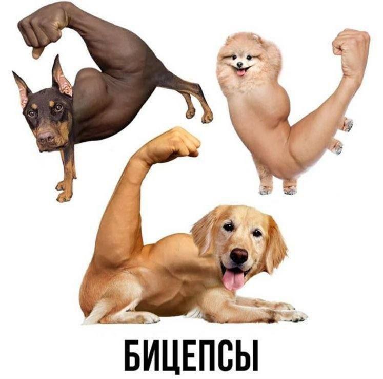 2 БИЦЕПСЫ