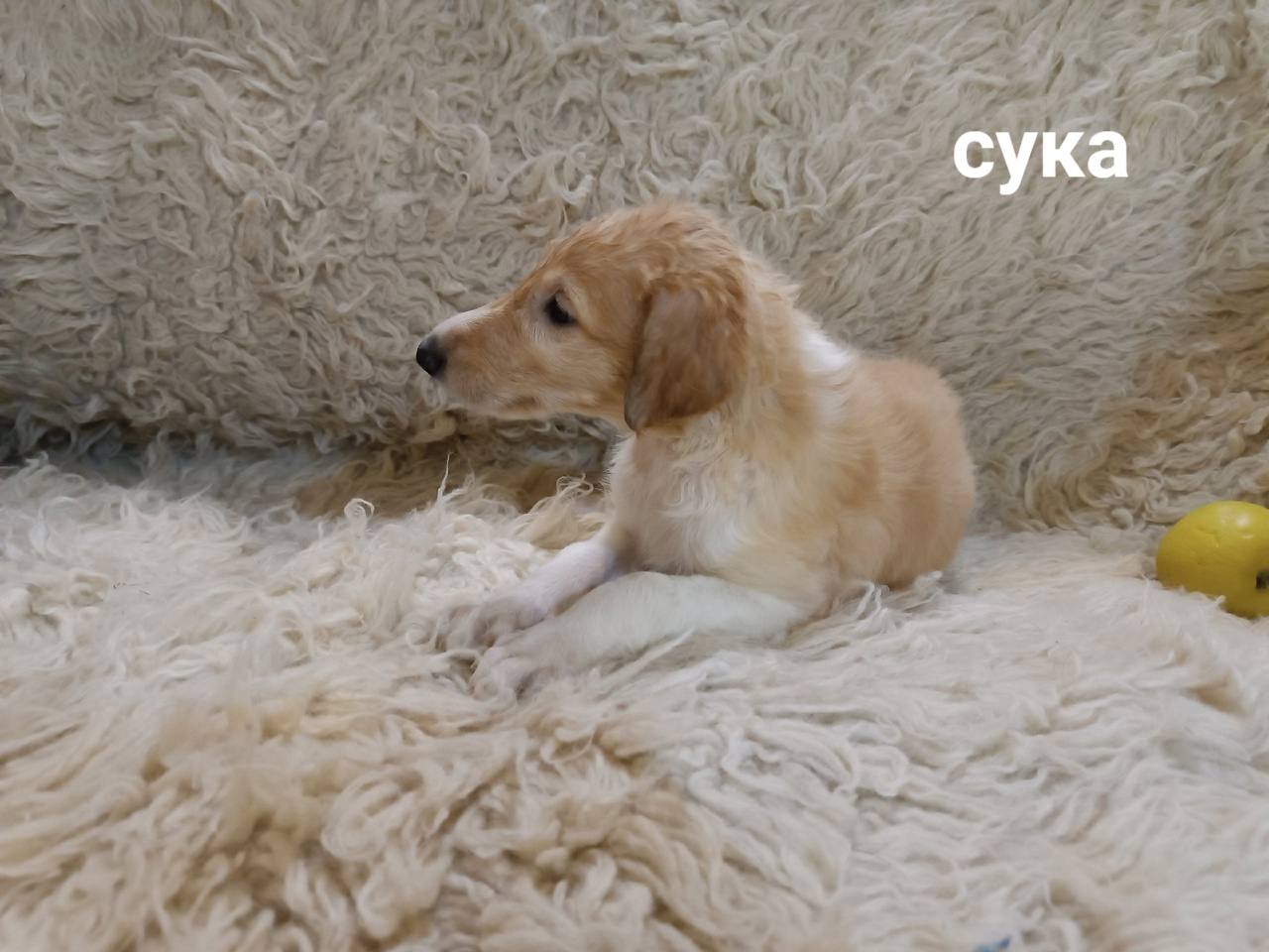 сука
