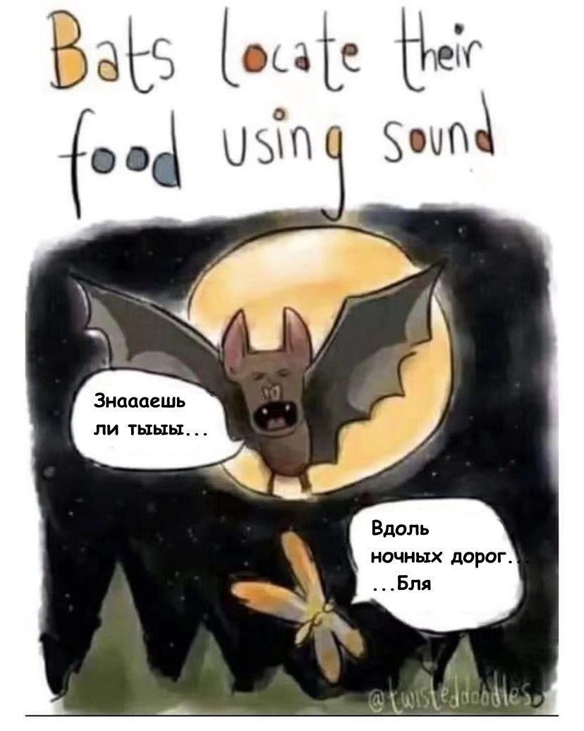 Bats locate [heir Sin ночных дорог. a ...Бля