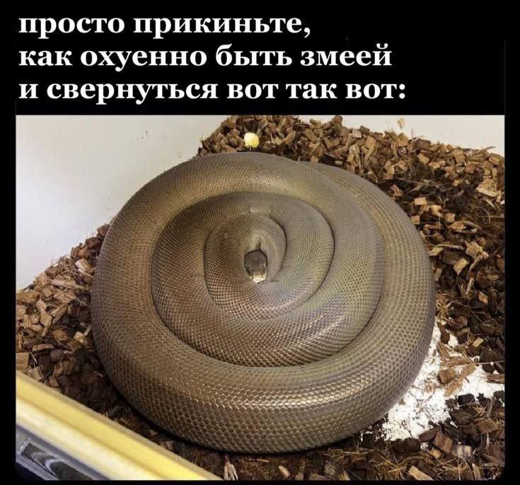 просто прикиньте, как охуенно быть змеей и свернуться вот так вот: