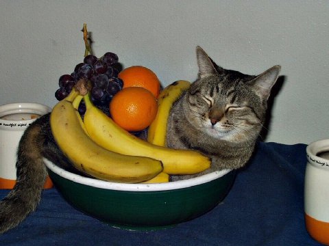 gn
