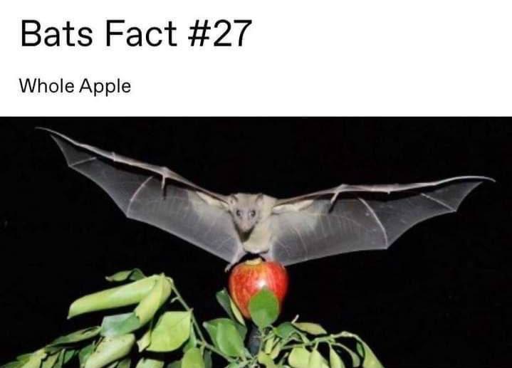 Bats Fact #27 Whole Apple a 4