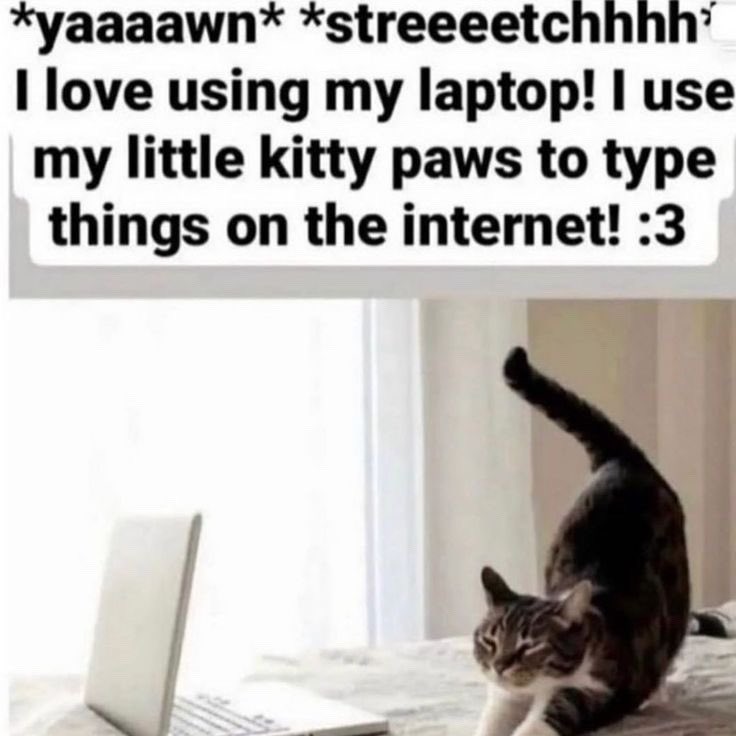 *yaaaawn* love using my laptop! use my little kitty paws to type things on the internet! :3