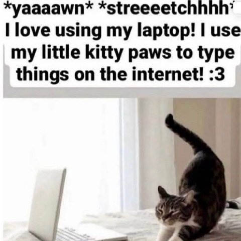 *yaaaawn* love using my laptop! use my little kitty paws to type things on the internet! :3